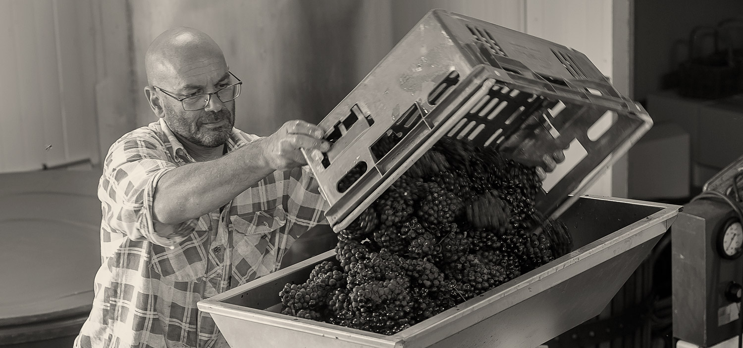 wine - grape processing